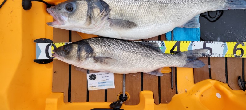 Fish Measure Picture
