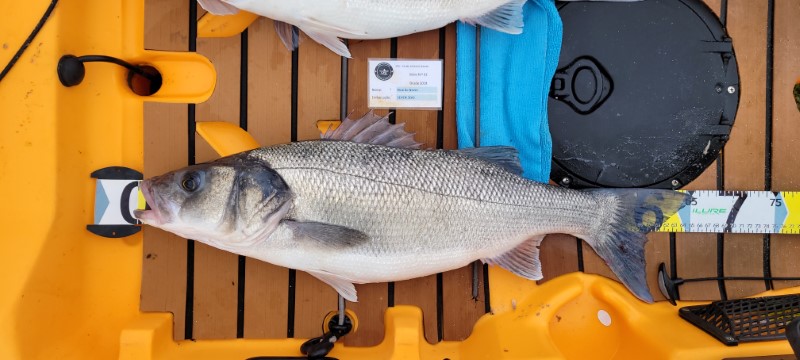 Fish Measure Picture