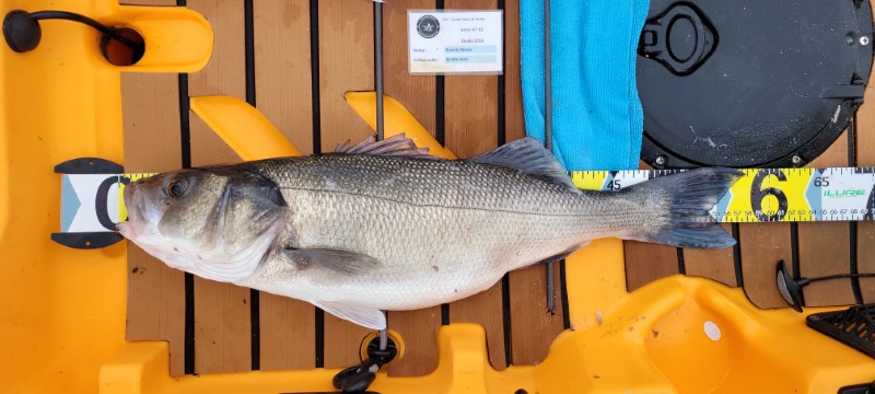 Fish Measure Picture