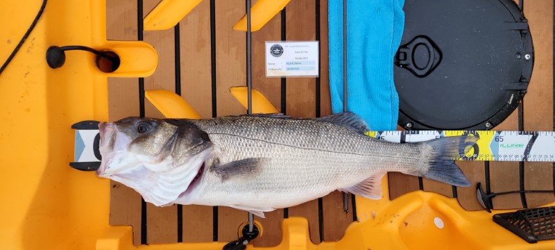 Fish Measure Picture