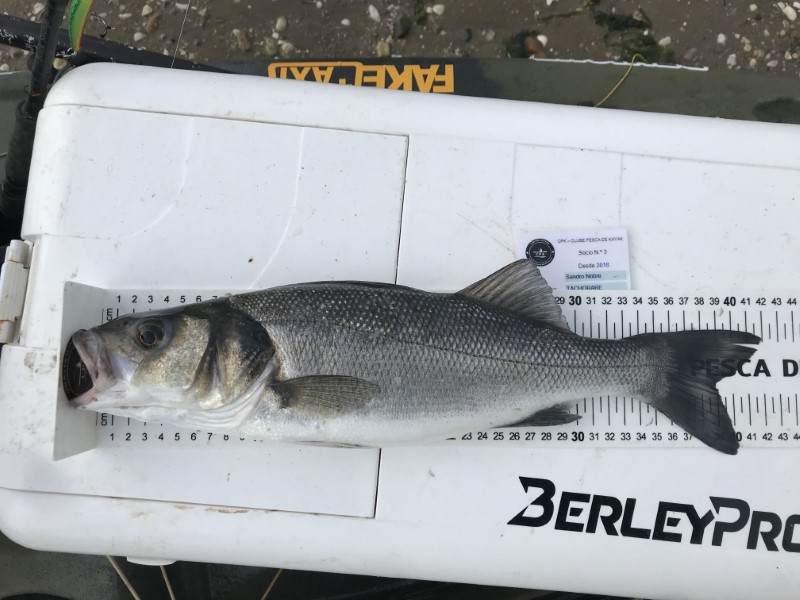 Fish Measure Picture