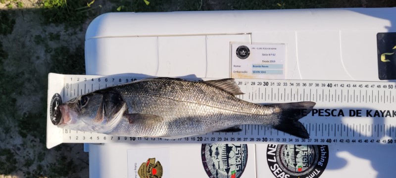 Fish Measure Picture