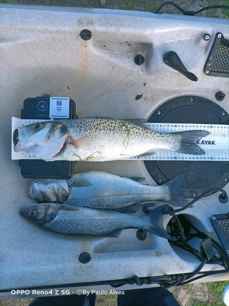 Fish Measure Picture