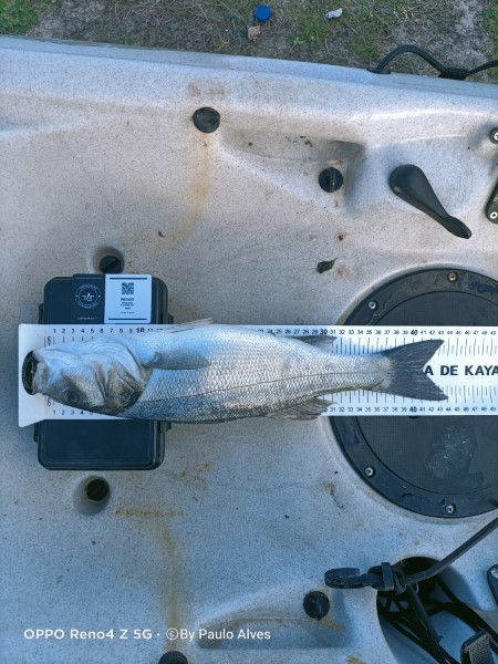 Fish Measure Picture