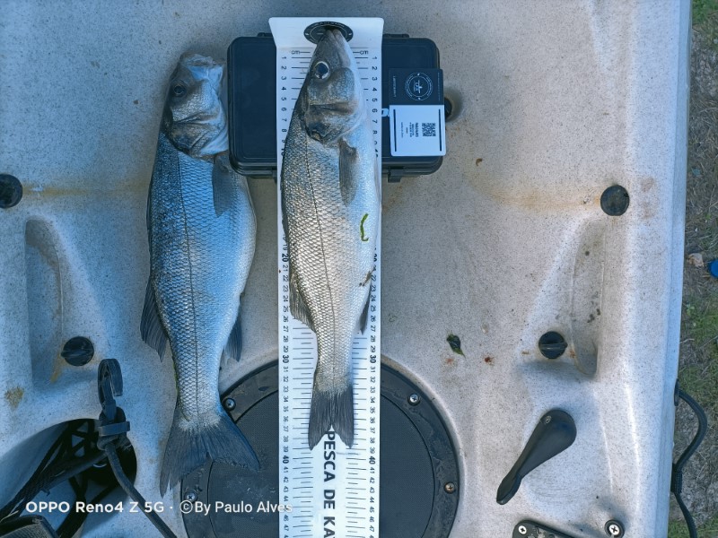 Fish Measure Picture