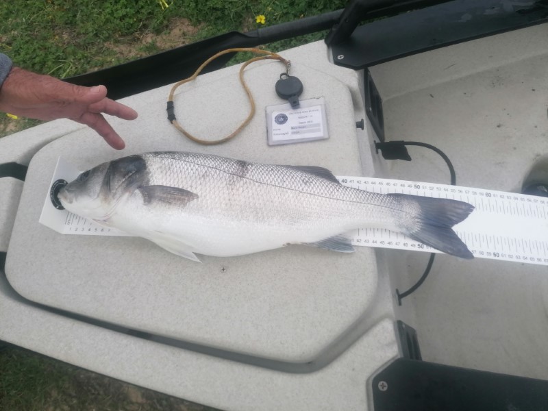 Fish Measure Picture