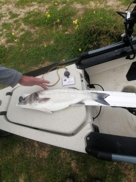 Fish Measure Picture