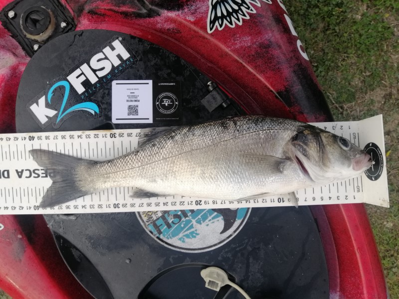 Fish Measure Picture