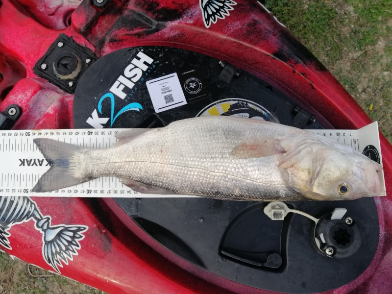Fish Measure Picture