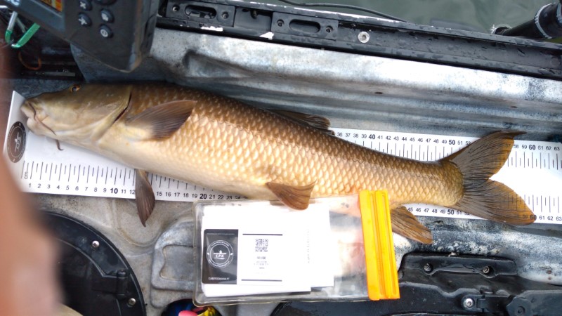 Fish Measure Picture