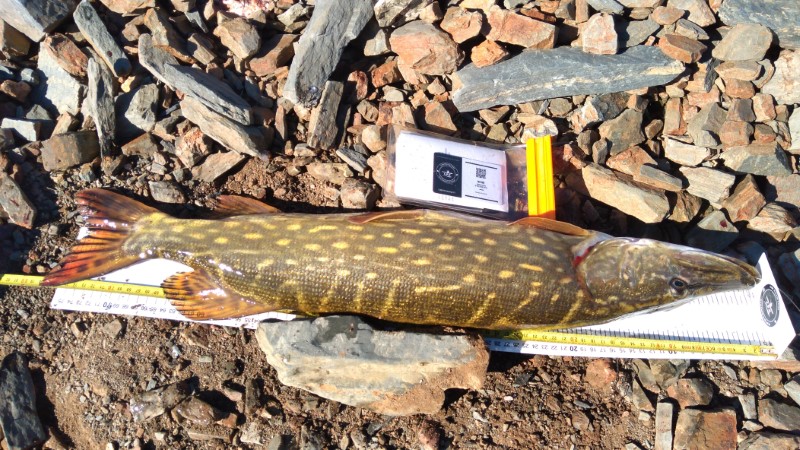Fish Measure Picture