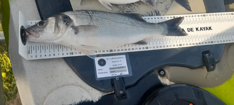 Fish Measure Picture