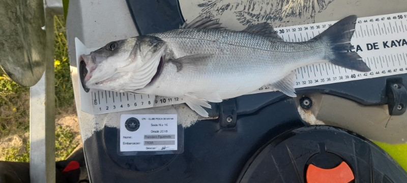 Fish Measure Picture