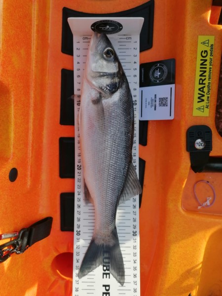 Fish Measure Picture