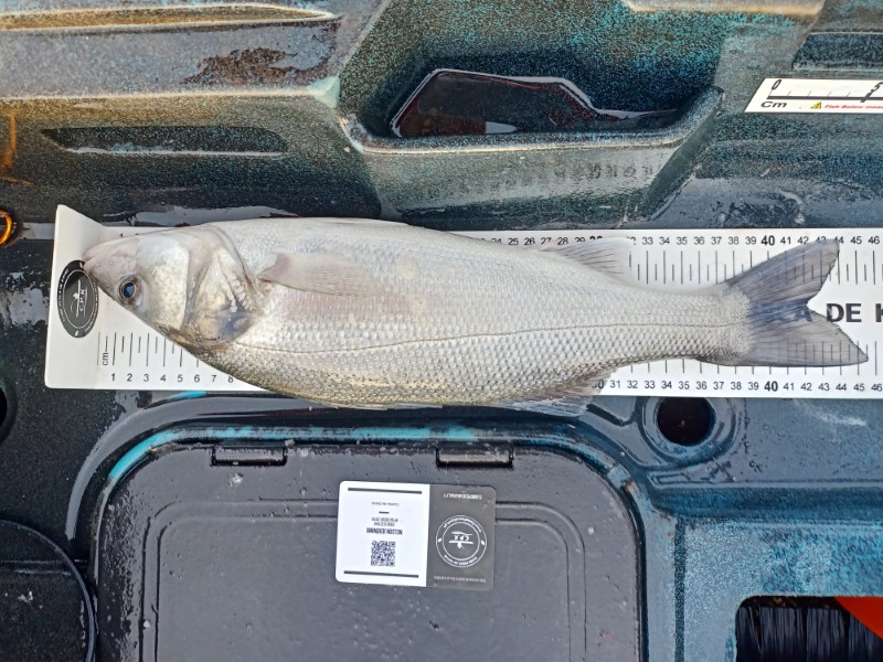 Fish Measure Picture