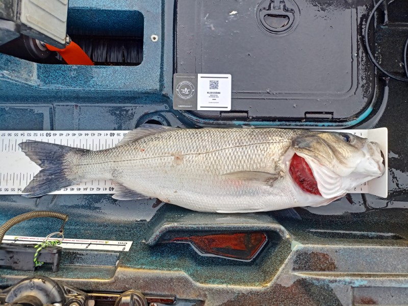 Fish Measure Picture