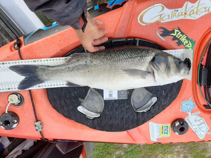 Fish Measure Picture