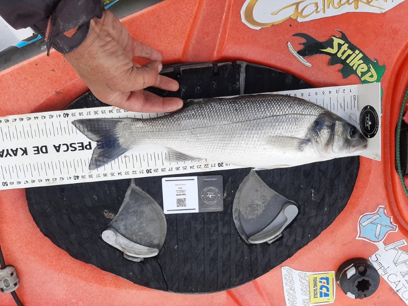 Fish Measure Picture