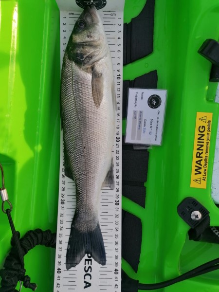 Fish Measure Picture