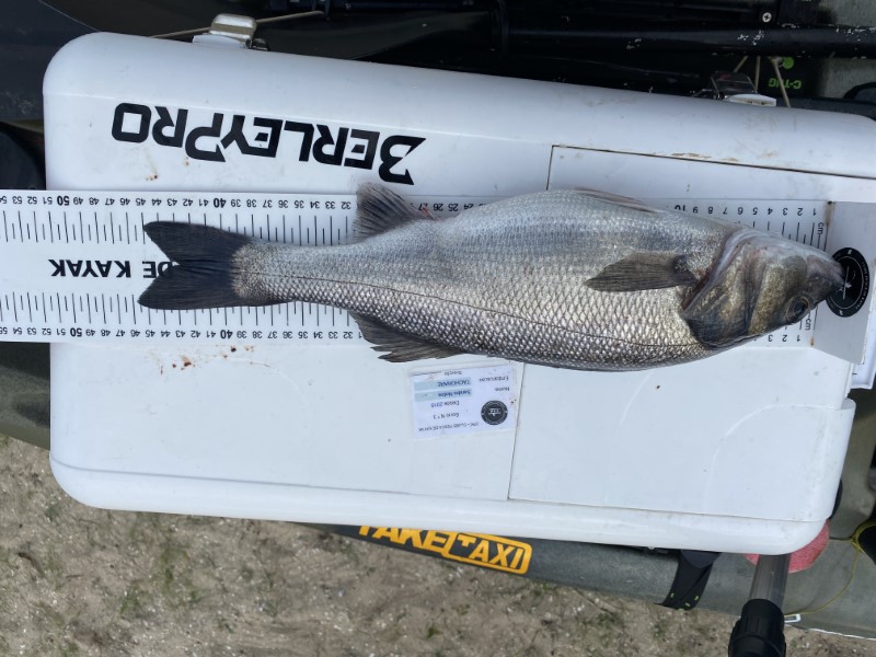 Fish Measure Picture