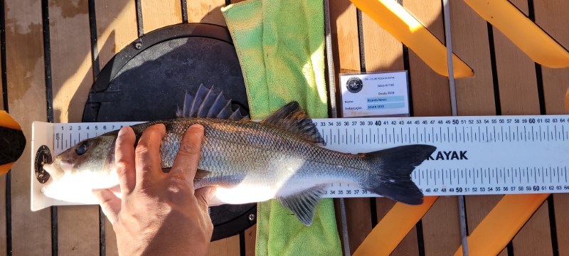 Fish Measure Picture