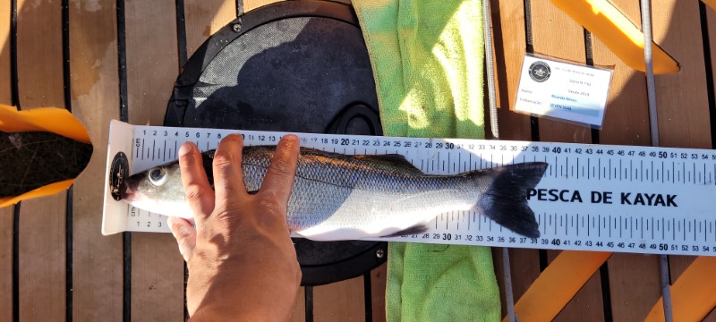 Fish Measure Picture
