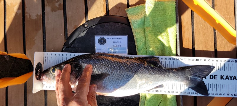 Fish Measure Picture
