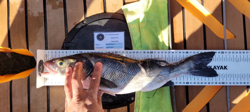 Fish Measure Picture
