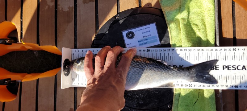 Fish Measure Picture