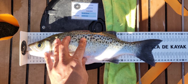Fish Measure Picture
