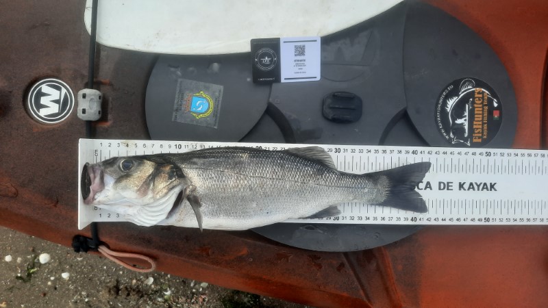Fish Measure Picture
