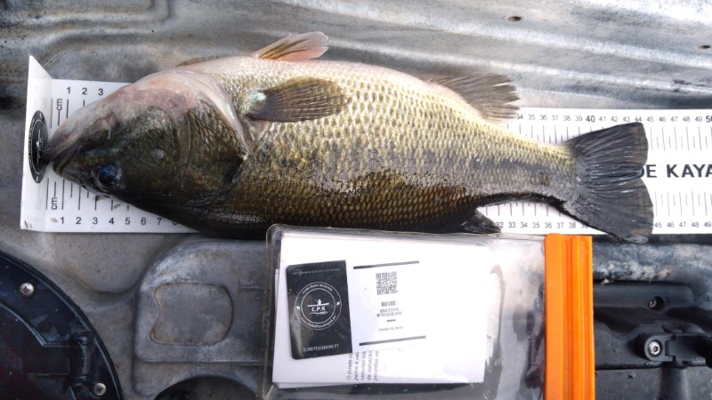 Fish Measure Picture