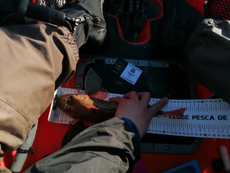 Fish Measure Picture