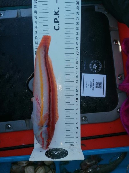 Fish Measure Picture