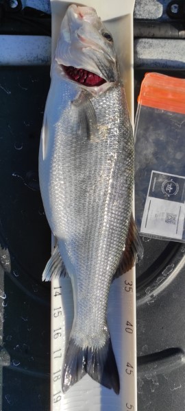 Fish Measure Picture