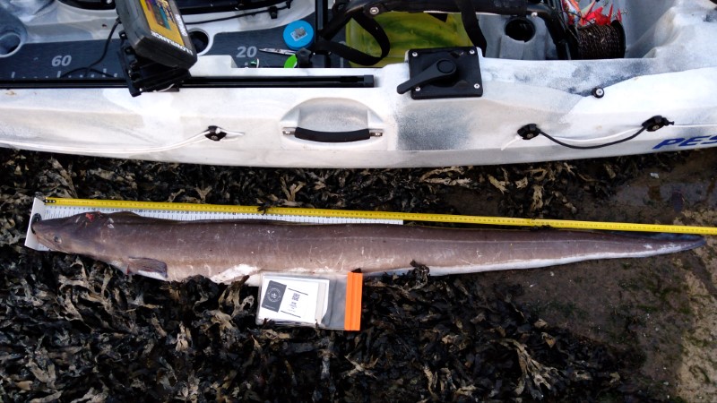 Fish Measure Picture