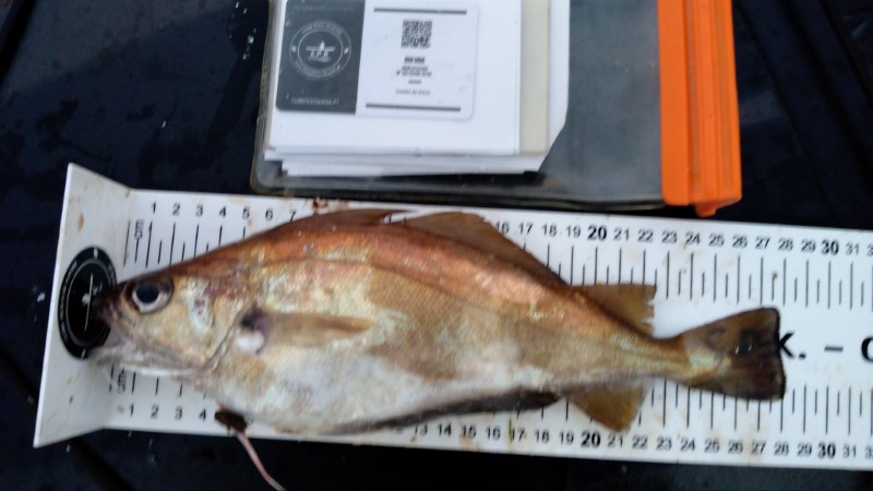 Fish Measure Picture