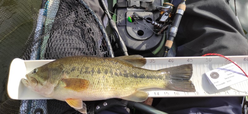 Fish Measure Picture