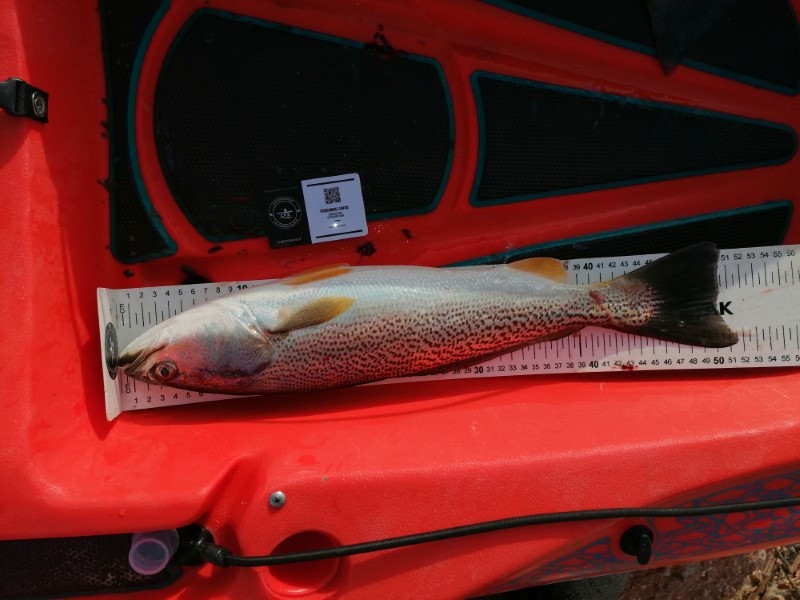 Fish Measure Picture