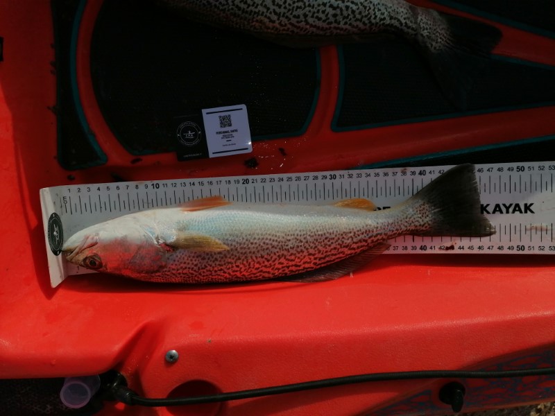 Fish Measure Picture
