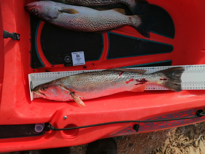 Fish Measure Picture
