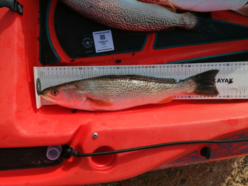 Fish Measure Picture