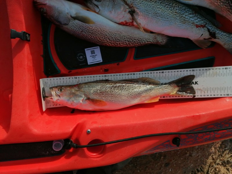 Fish Measure Picture