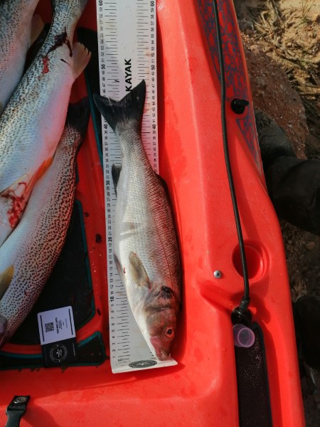 Fish Measure Picture