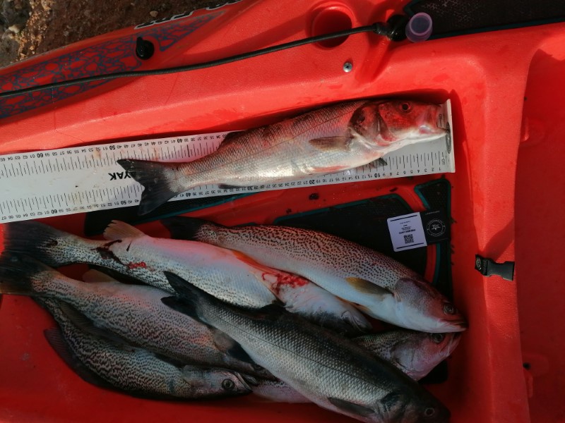 Fish Measure Picture