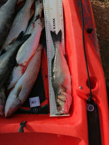 Fish Measure Picture
