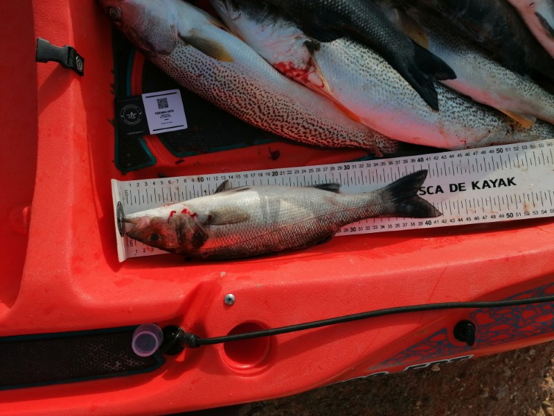 Fish Measure Picture