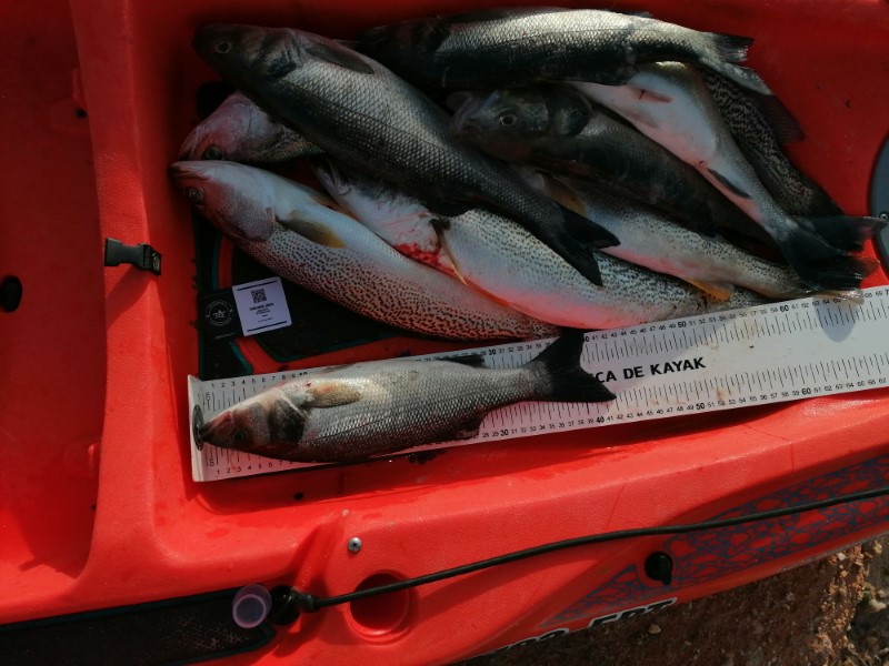 Fish Measure Picture