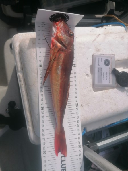 Fish Measure Picture