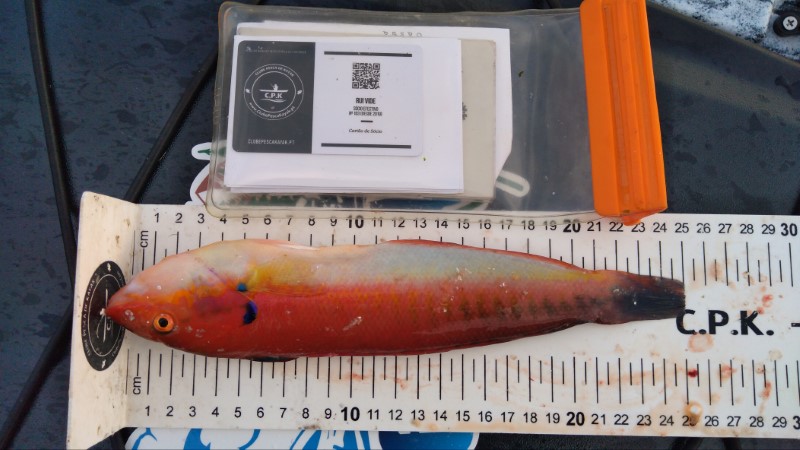 Fish Measure Picture